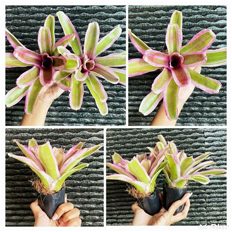 Bromeliad Neoregelia ‘donger Exotic Bromeliad