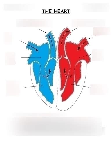 Biology Heart Diagram Gcse Diagram Quizlet