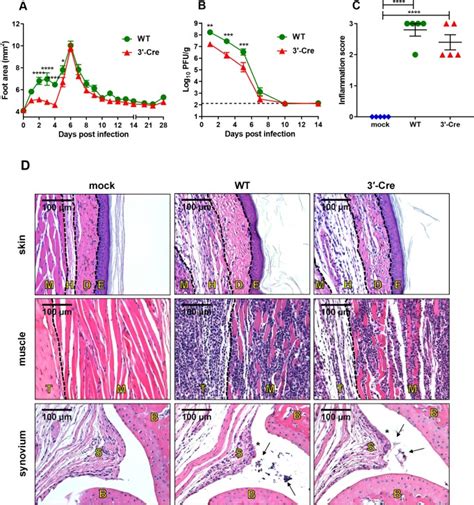 Dermal And Muscle Fibroblasts And Skeletal Myofibers Survive