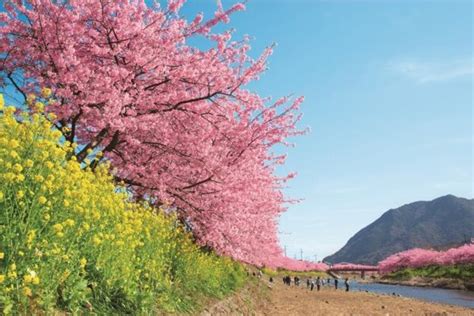 早咲き桜【2021年版】河津桜や寒緋桜、あたみ桜の名所や見頃を紹介 桜名所 お花見特集2021 ウォーカープラス