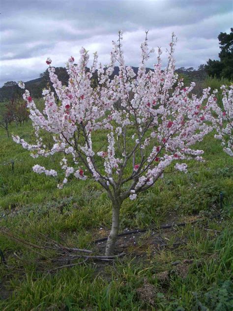 Ornamental Dwarf Peach Tree