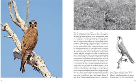 Australian Falcons: The Secret Lives of Our Fastest Birds of Prey ...