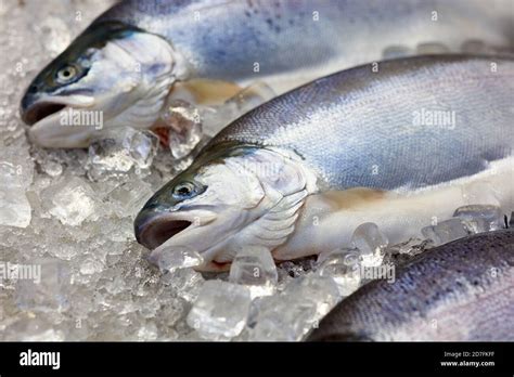 Fresh Norwegian Salmon Trout On Ice In Supermarket Stock Photo Alamy