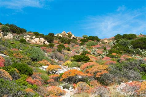 Mediterranean vegetation stock photo. Image of hill, inland - 41469662