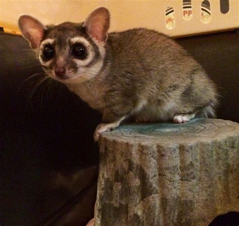 Ringtail Coon