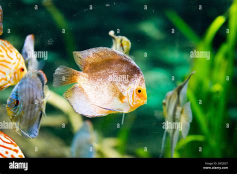 Diskusfische Im Aquarium Tropische Fische Symphysodon Discus Aus Dem