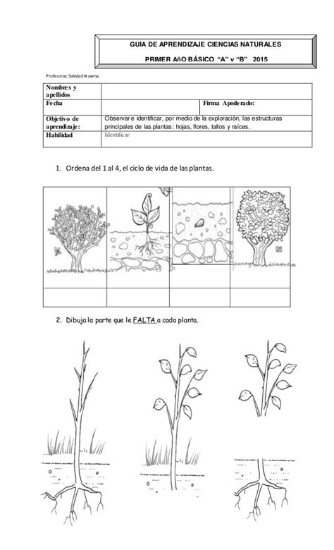 Profesoras Soledadaravena 1 Ordena Del 1 Al 4 El Ciclo De Vida De Ciclos De Vida De Las