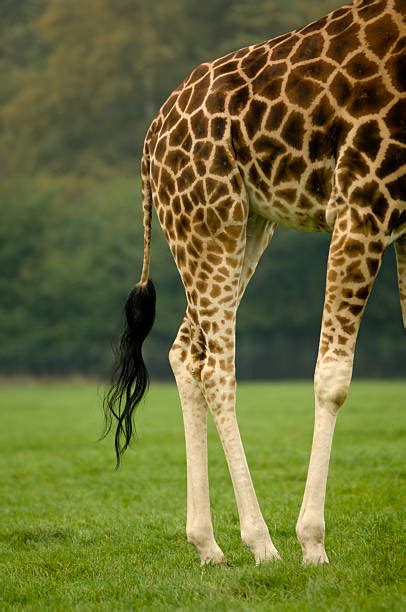 1,800+ Giraffe Tail Stock Photos, Pictures & Royalty-Free Images - iStock