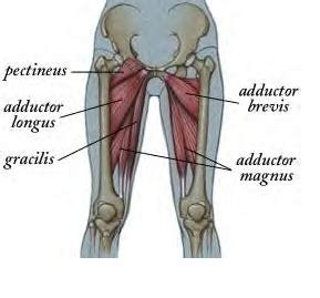 Stretching the Adductors is Critical to Dance and Sports Performance