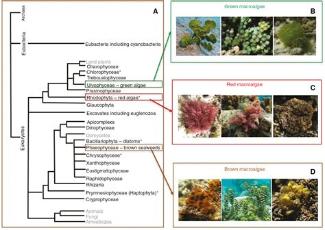 Macroalgal Diversity For Sustainable Biotechnological Development In