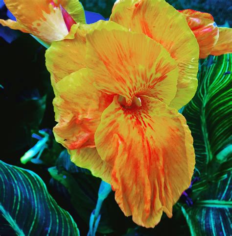 Bengal Tiger Canna Lily Plant