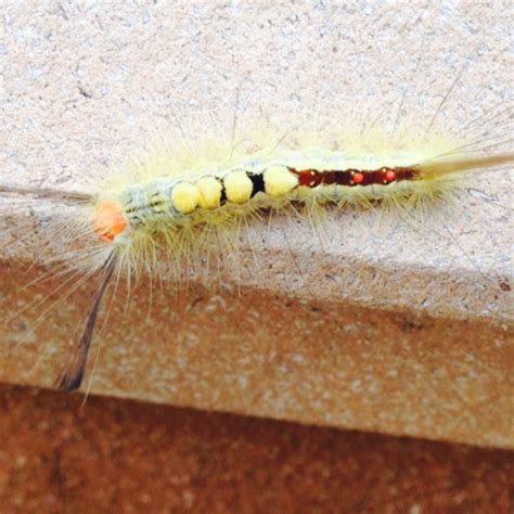 White Marked Tussock Moth Caterpillar Project Noah