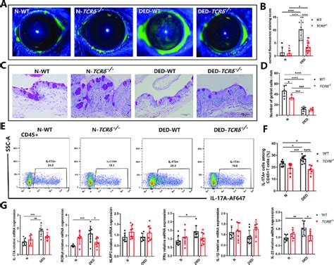 T Cells Are Pathogenic In Ded Inflammation And Ocular Damage A