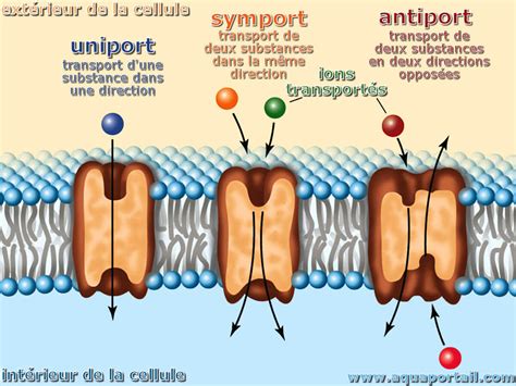 Symport : définition et explications