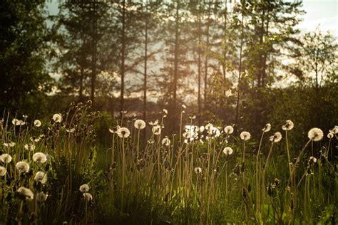 Dandelion Padang Rumput Hutan Foto Gratis Di Pixabay Pixabay