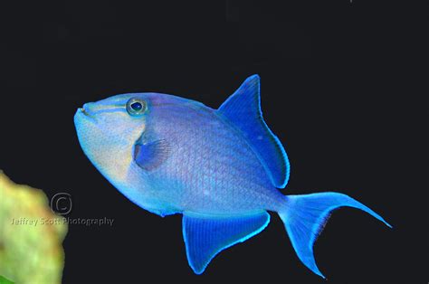 Blue Fish A Pretty Blue Fish At The Mote Aquarium In Saras Flickr