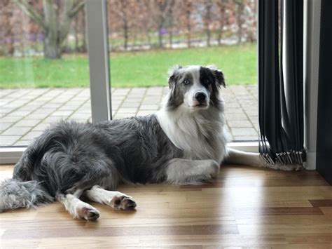 The Border Collie Australian Shepherd Mix: A Smart, Energetic Herding ...