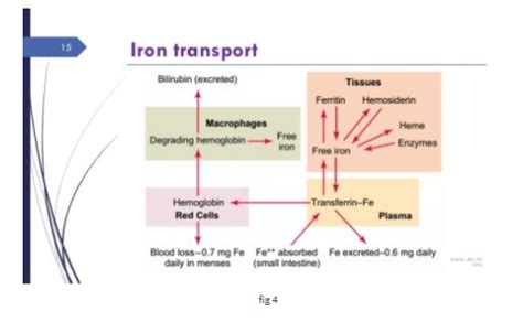 Iron Metabolism Part I Sources Transport Testing