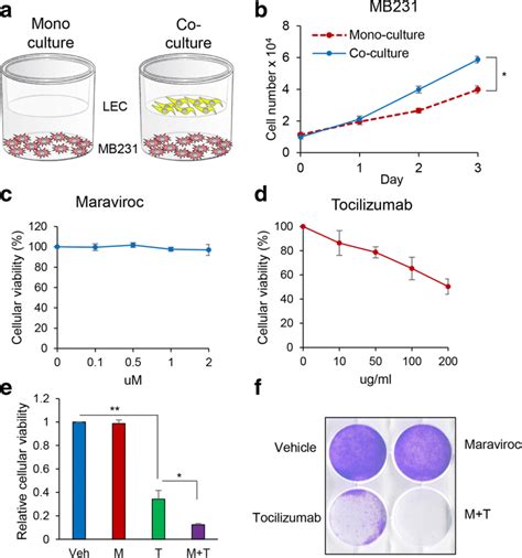 Co Culture Of Mda Mb Ln Cells With Lymphatic Endothelial Cells