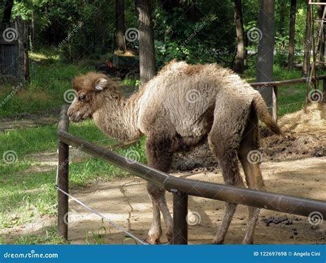 Cute Baby camel in zoo stock photo. Image of baby, standing - 122697698