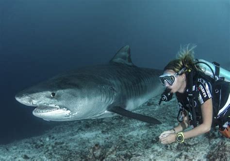 Scuba Diving With Tiger Sharks