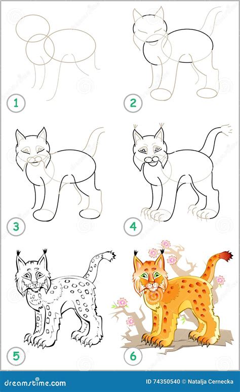 Page Shows How To Learn Step By Step To Draw A Lynx Stock Vector