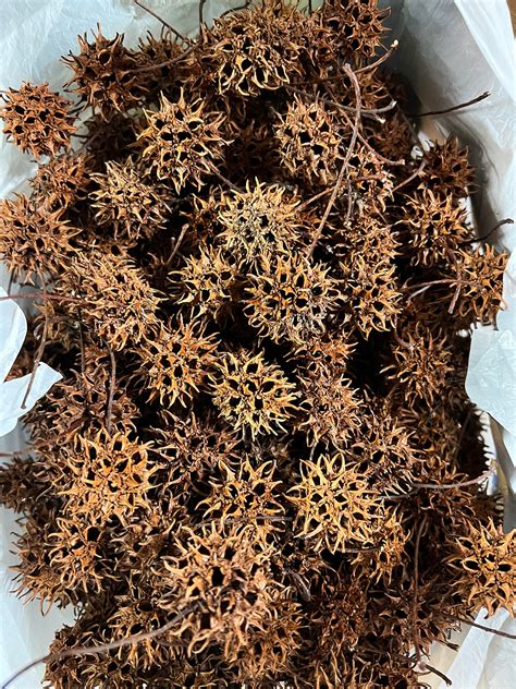 Sweet Gum Tree Balls Seed Pods Sweet Gum Balls Natural Etsy