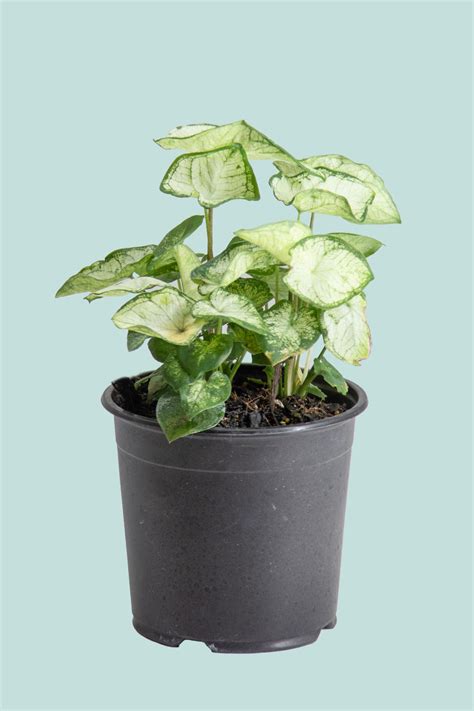 Caladium 'Moonlight' - 14cm / 1L / Small Plant – PlantHouse