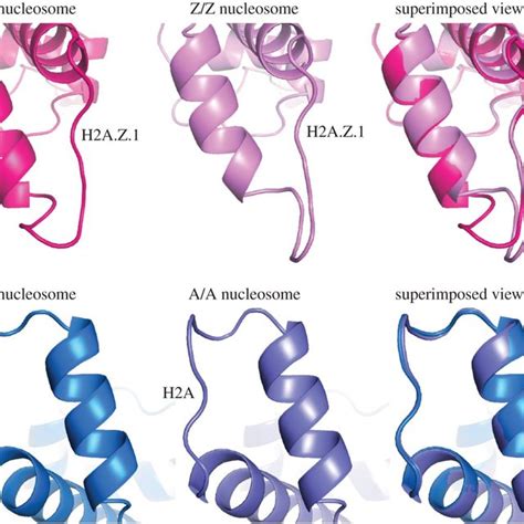 The H2A Z L1 Loop Structure Is Drastically Altered In The Heterotypic