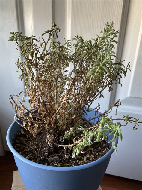 How Can I Revive My Dying Lavender Plant That Hasnt Bloomed Yet Its