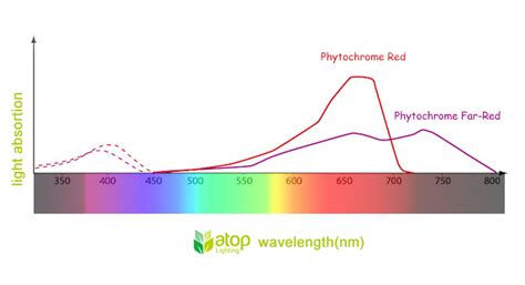 The Impact On Crops Of 730nm Far Red Light In Led Grow Light Atop