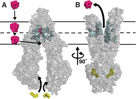 Structure Of P Glycoprotein Reveals A Molecular Basis For Poly Specific