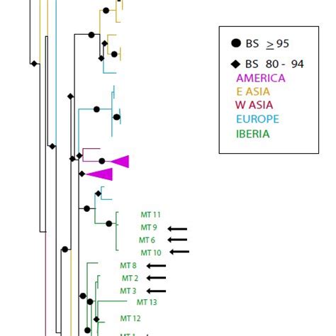 Maximum Likelihood Phylogeny Of Near Complete Mitochondrial DNA