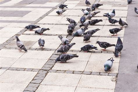 Premium Photo | Flock of pigeons