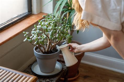 15 Cuidados De Las Plantas Que Debes Conocer Si Te Gusta La Jardinería