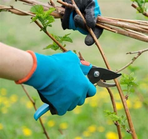 Ultimate Guide To Pruning Raspberries Plants Craze