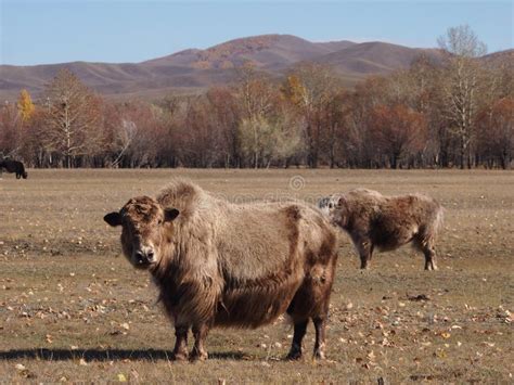 Furry Monoglian Yak Stock Image Image Of Steppe Bovine 94132059