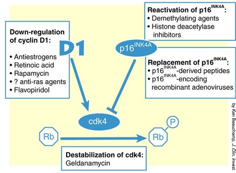 JCI - Anticancer drug targets: cell cycle and checkpoint control