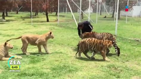 Trasladan A Nueve Felinos Del Santuario Black Jaguar White Tiger A