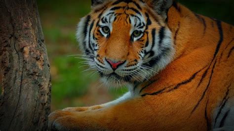 Tiger Predator Wildlife - Free photo on Pixabay - Pixabay