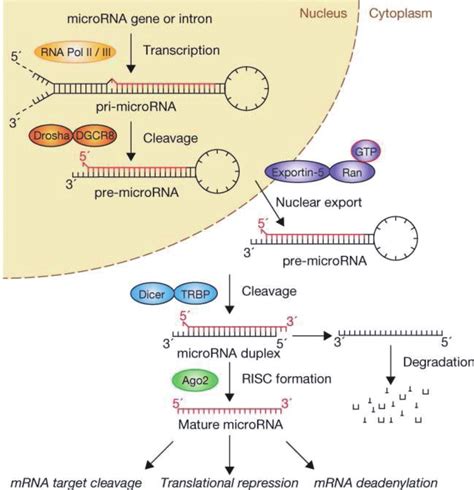 Schematic Of Microrna Biogenesis And Mechanism Of Action Adapted From