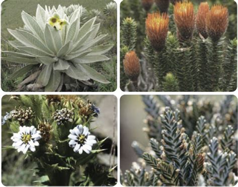 GLORIA network studies dispersal strategies of flowers in the High