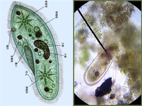 七年级生物上册《只有一个细胞的生物体》课件 人教新课标版word文档在线阅读与下载无忧文档