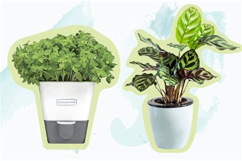 The 11 Best Self Watering Planters Of 2023