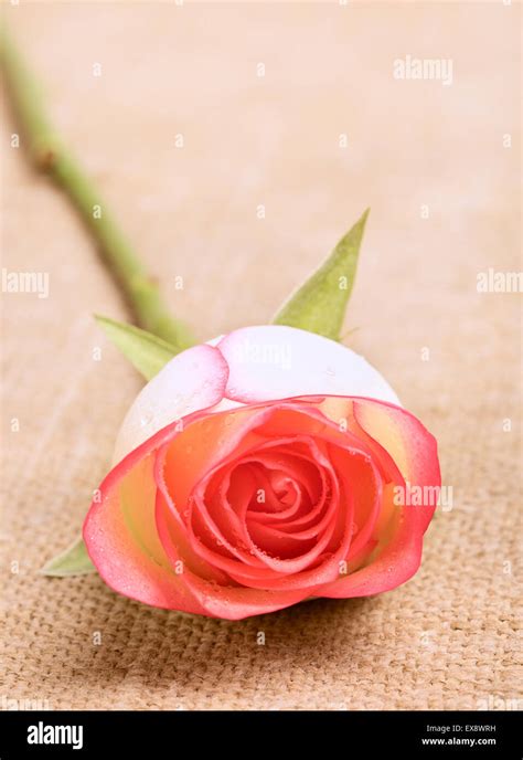 Pink Rose Flower Lying On Canvas Table Stock Photo Alamy