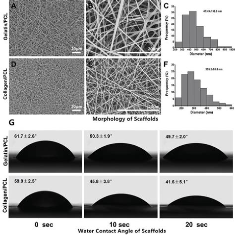 Figure From Electrospun Gelatin Pcl And Collagen Pcl Scaffolds For