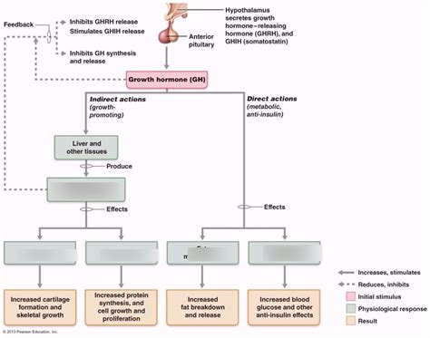 Growth Hormone Gh Diagram Quizlet