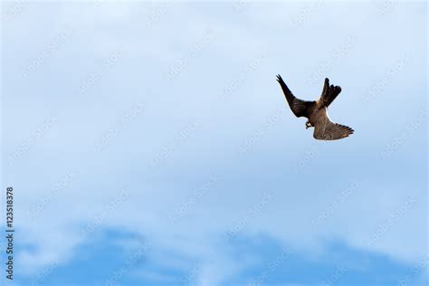 Peregrine falcon flying on th sky Stock Photo | Adobe Stock