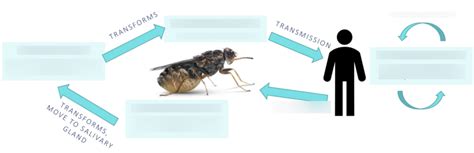 Sleeping Sickness Disease Cycle Diagram | Quizlet