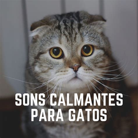 Sons Calmantes Para Gatos Album By Musica Para Gatos Spotify